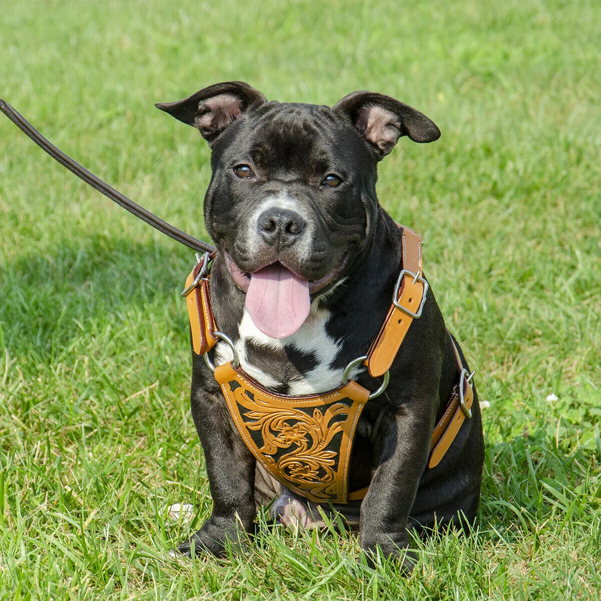 CuteNfuzzy Premium Hand Tooled Gaucho Leather Padded Dog Pulling Harness - London Tan