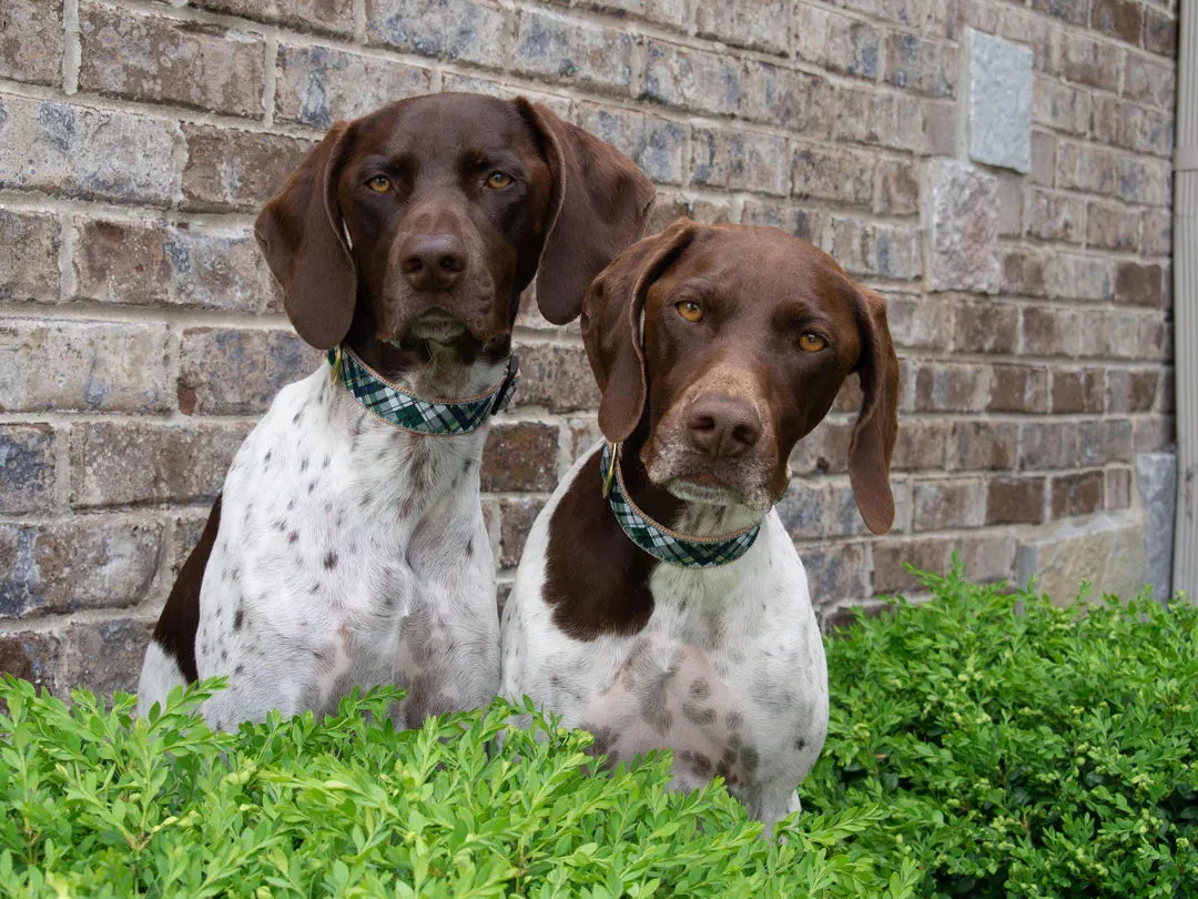 Gordon Plaid Dog Collection on Tan Webbing