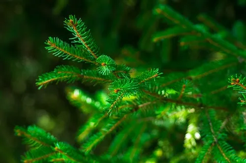 Spruce Essential Oil